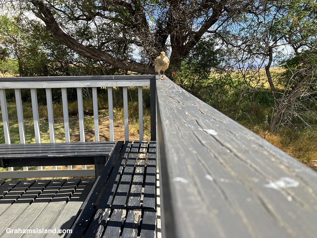 A Gray Francolin walks on a railing in Hawaii