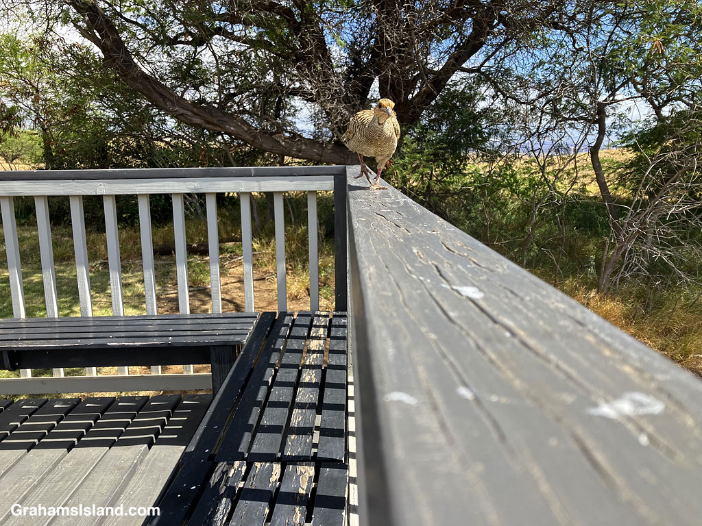 A Gray Francolin walks on a railing in Hawaii