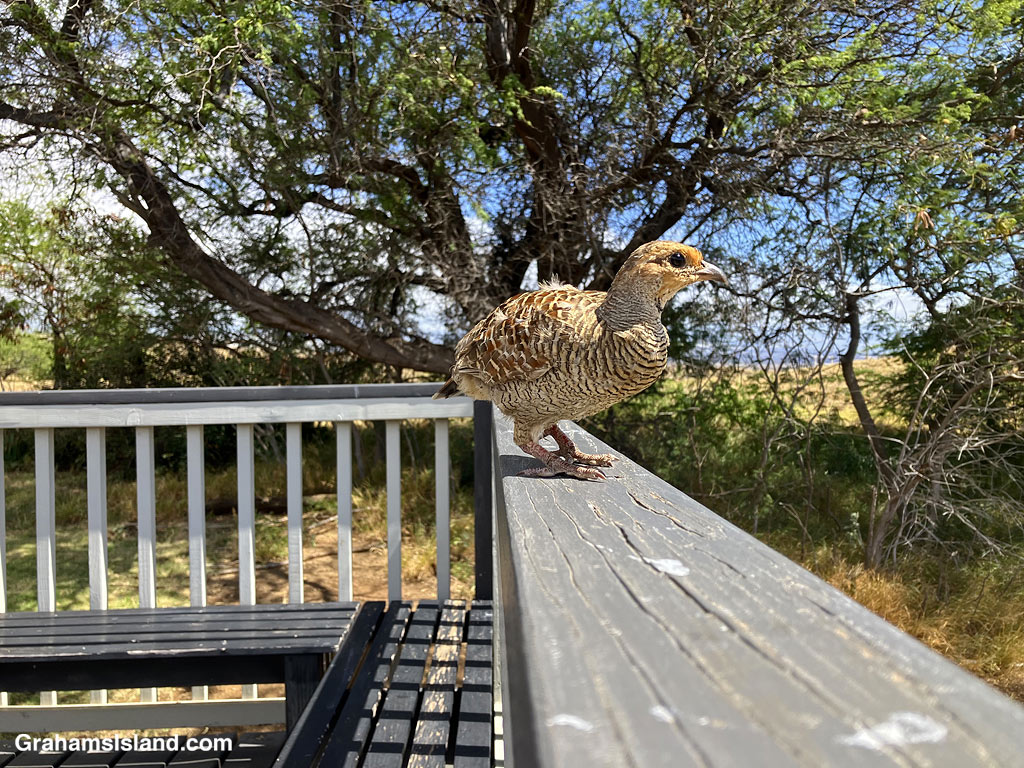A Gray Francolin walks on a railing in Hawaii