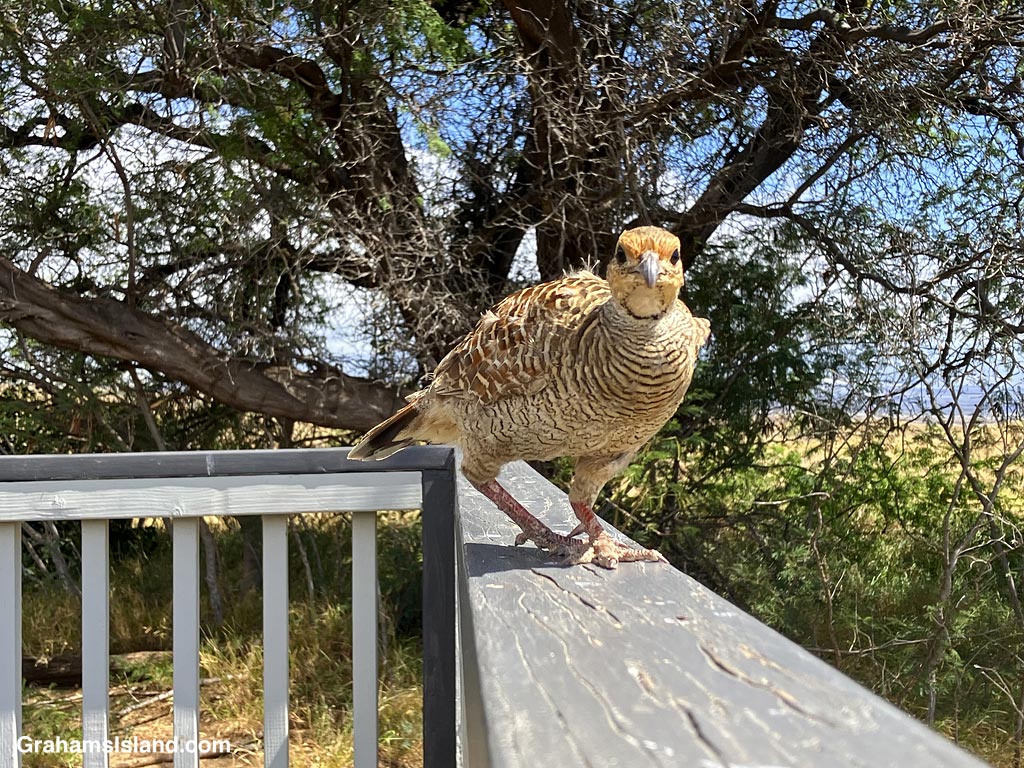 A Gray Francolin walks on a railing in Hawaii