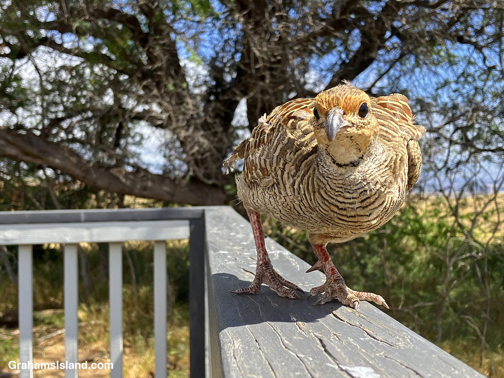 A Gray Francolin walks on a railing in Hawaii
