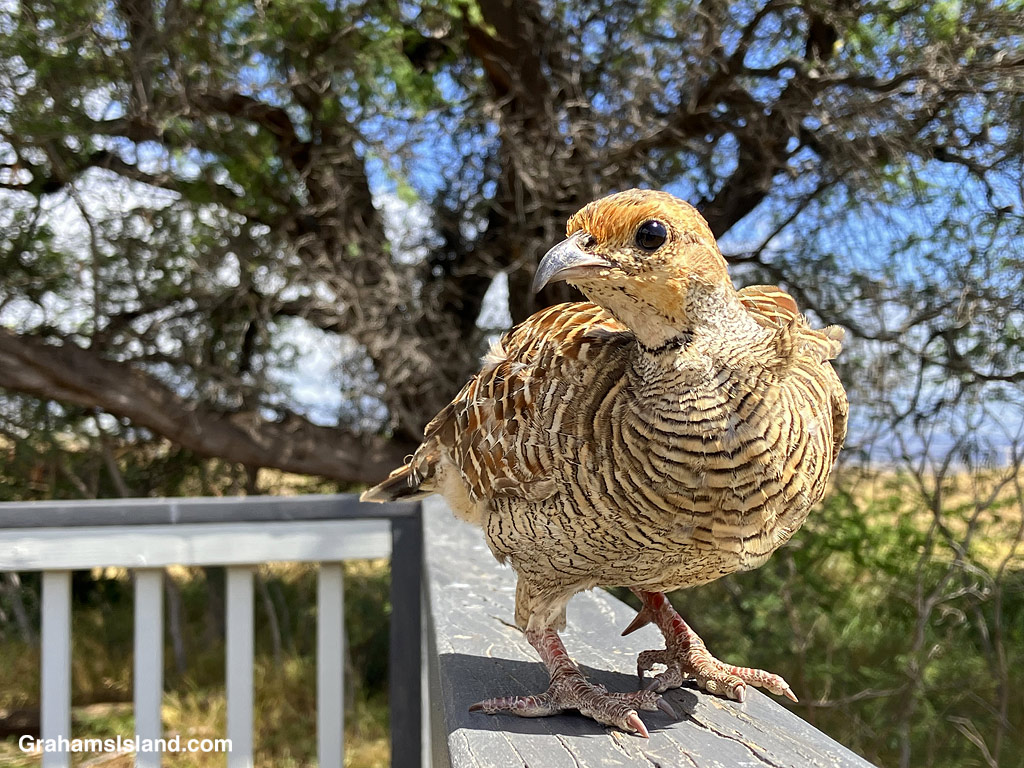 A Gray Francolin walks on a railing in Hawaii