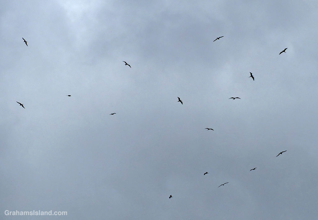 Great Frigatebirds circle in the skies above Hawaii