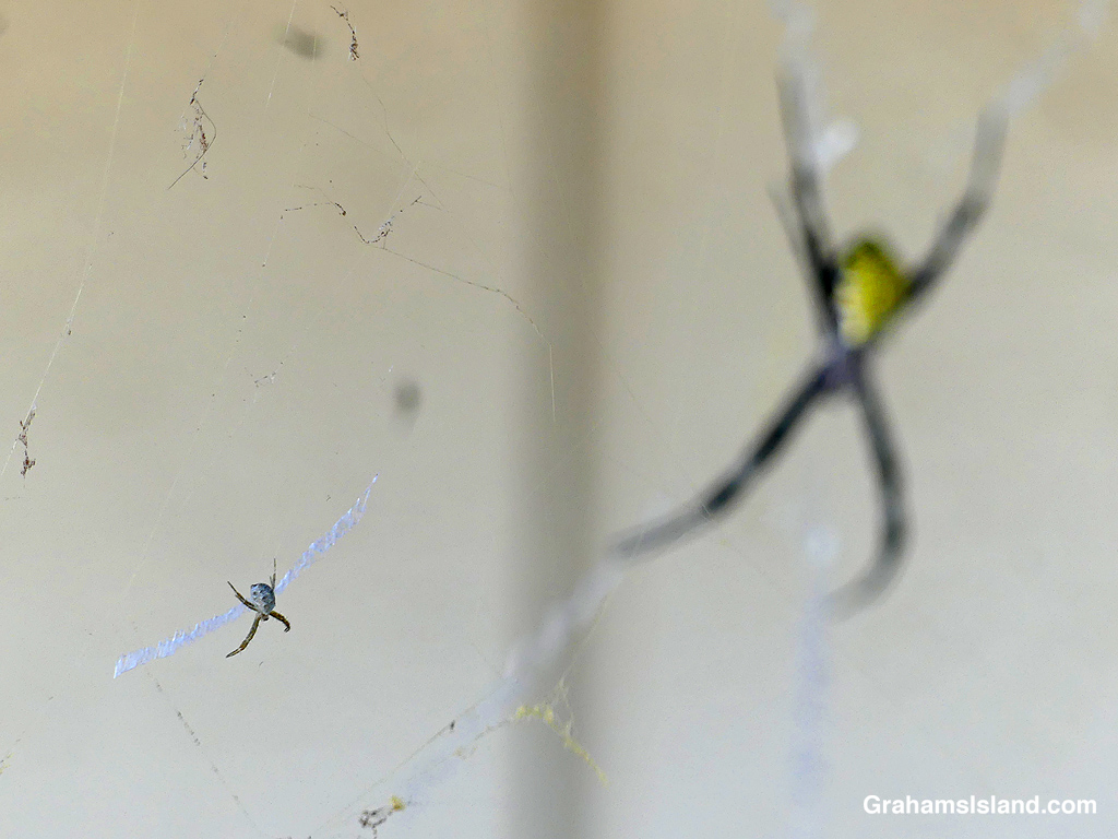 A tiny female Hawaiian Garden Spider with a much bigger one in the background