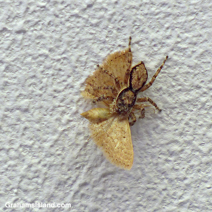A jumping spider captures a moth in Hawaii