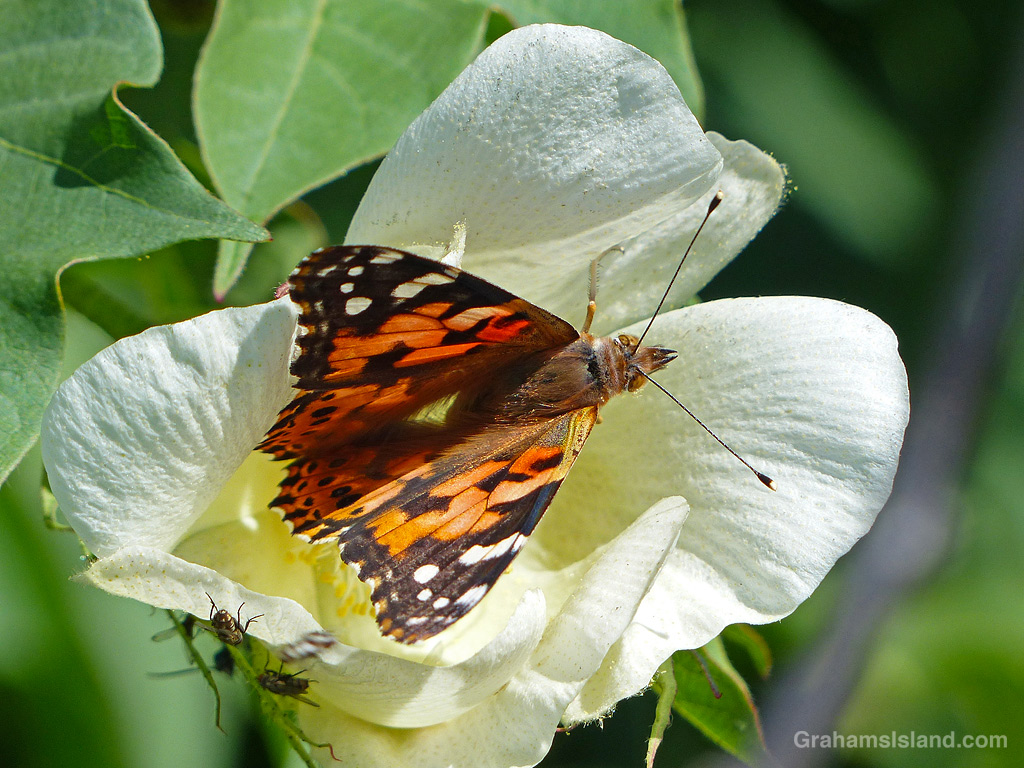 A Painted Lady Butterfly on a milo flower in Hawaii