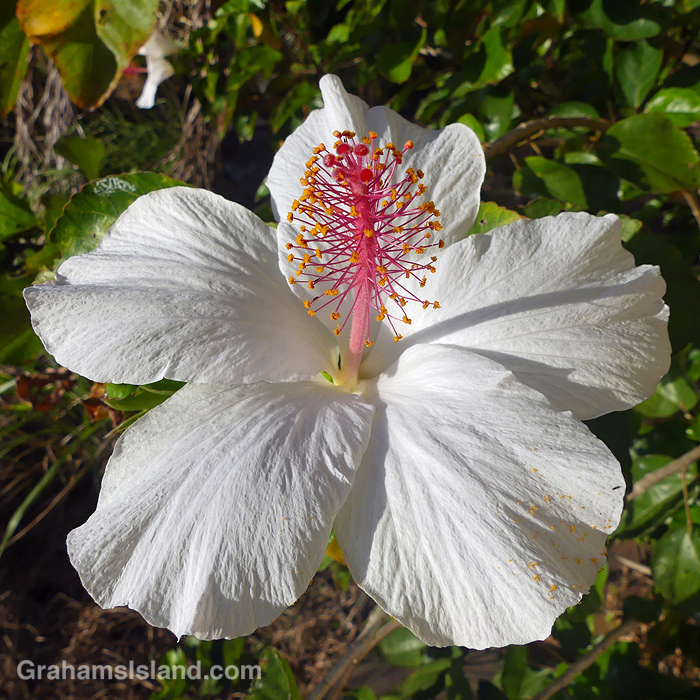 A white hibiscus flower in Hawaii