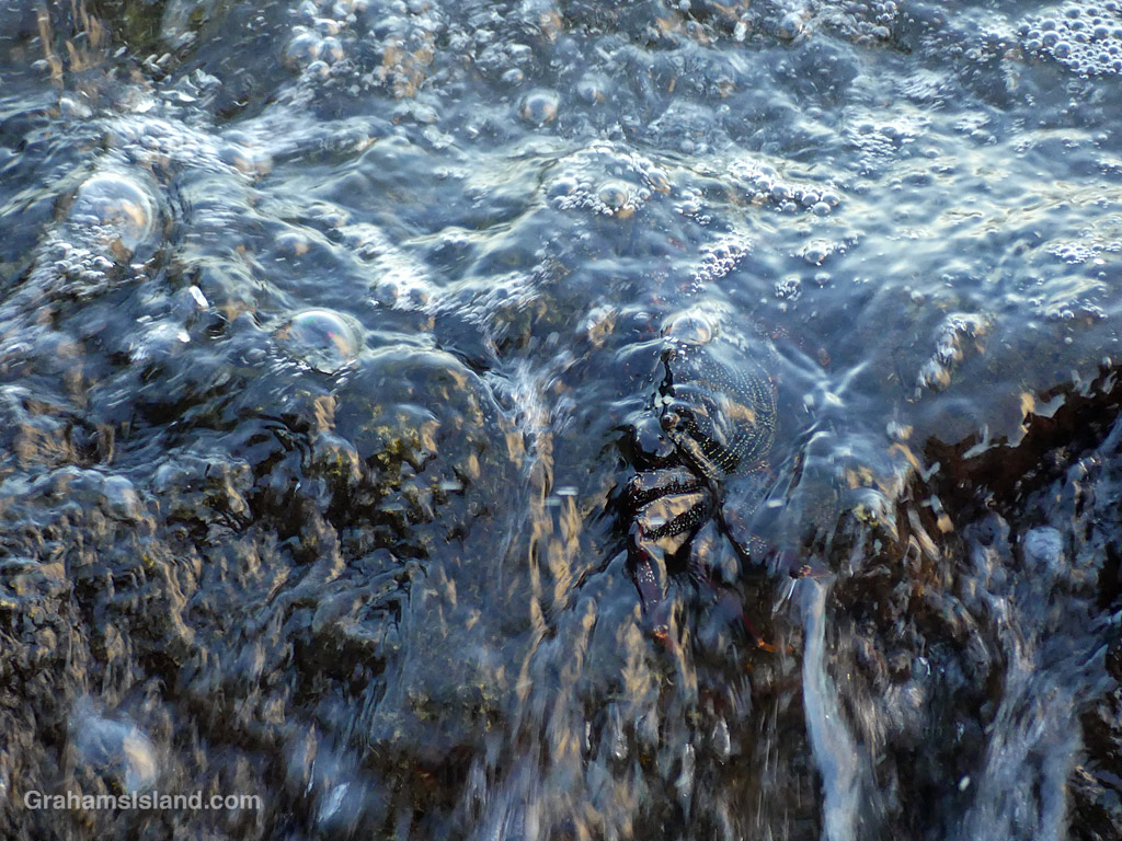 An Aama crab is washed by a wave in Hawaii