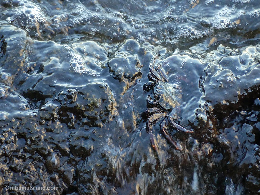 An Aama crab is washed by a wave in Hawaii