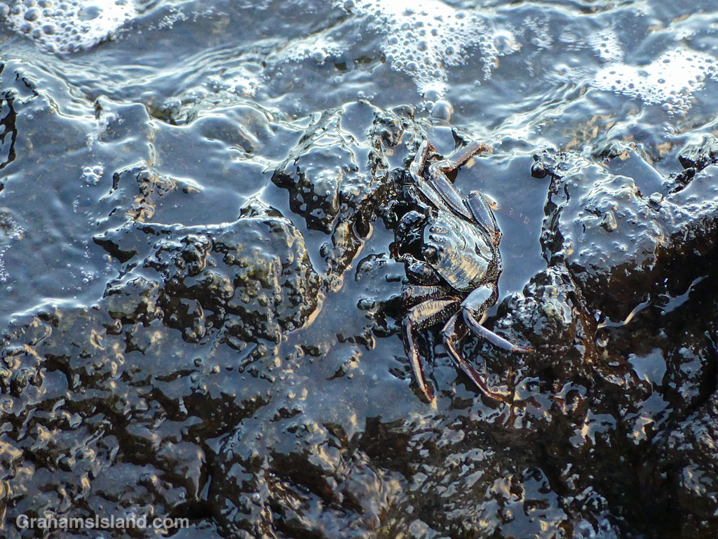 An Aama crab is washed by a wave in Hawaii