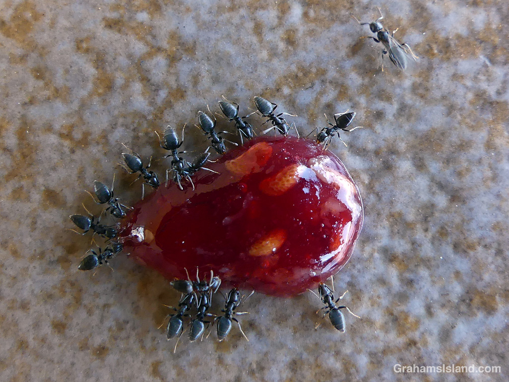 Ants feed around a blob of fallen jam