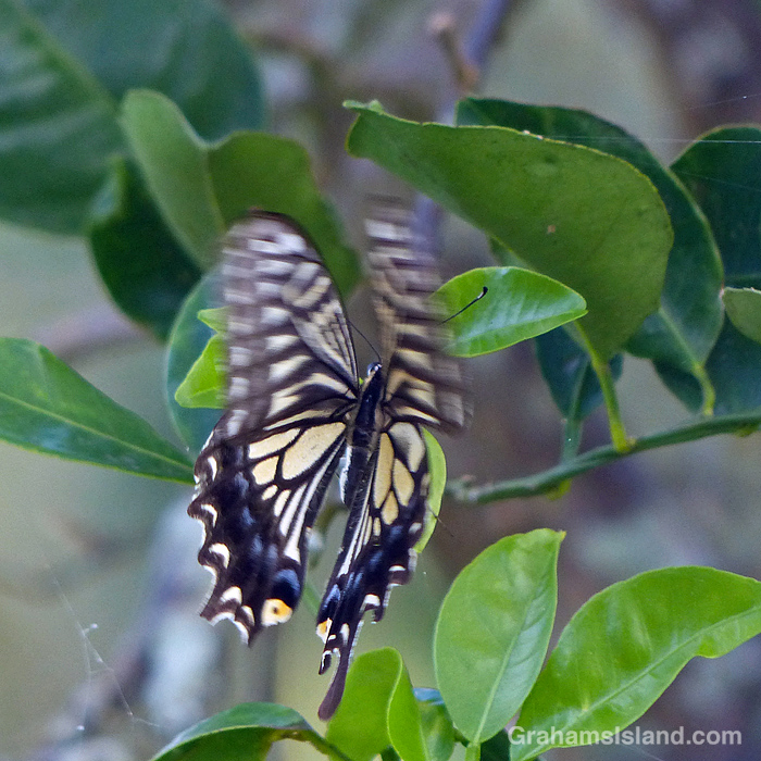 An Asian Swallowtail Butterfly lands on a tree in Hawaii