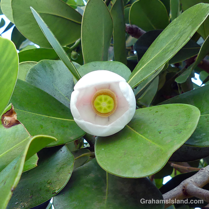 An Autograph tree flower in Hawaii