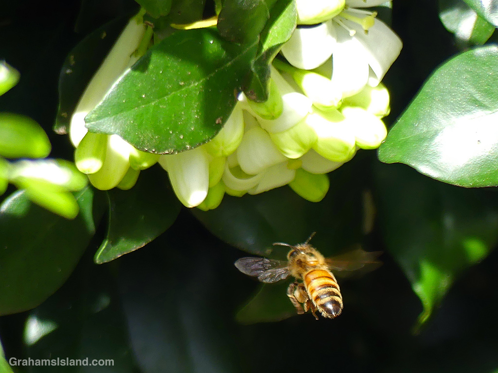 A bee approaches a mock orange flower in Hawaii