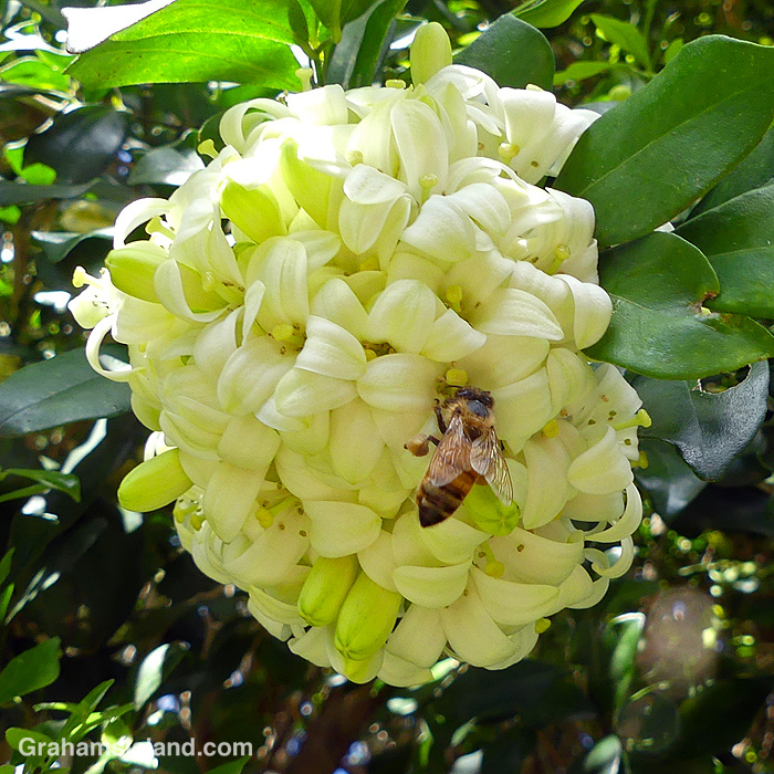 A bee on a mock orange flower in Hawaii