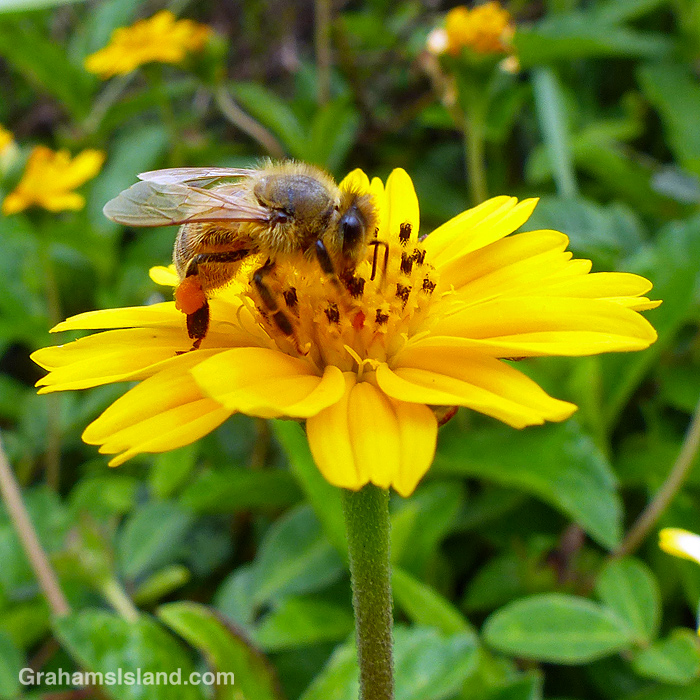 A Bee on a wedelia flower in Hawaii