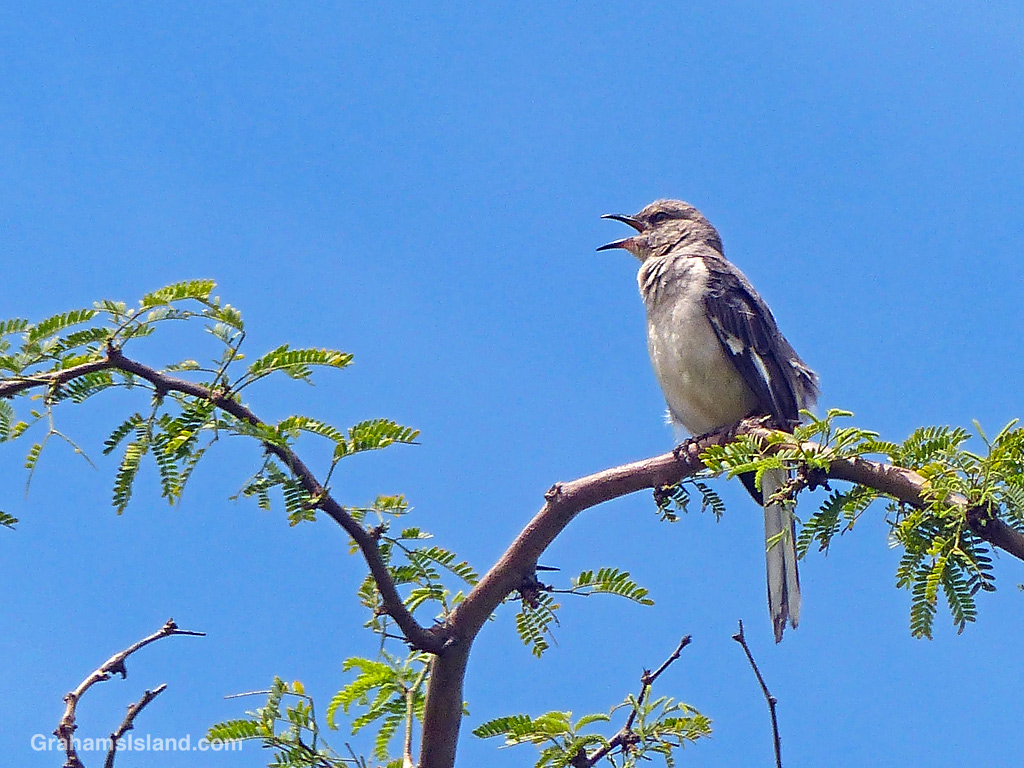 A Northern Mockingbird sings its heart out in Hawaii