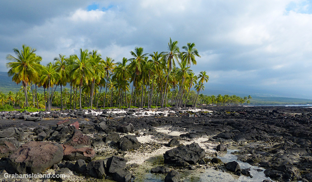 Palm trees at Pu'uhonua o Hōnaunau National Historical Park in Hawaii