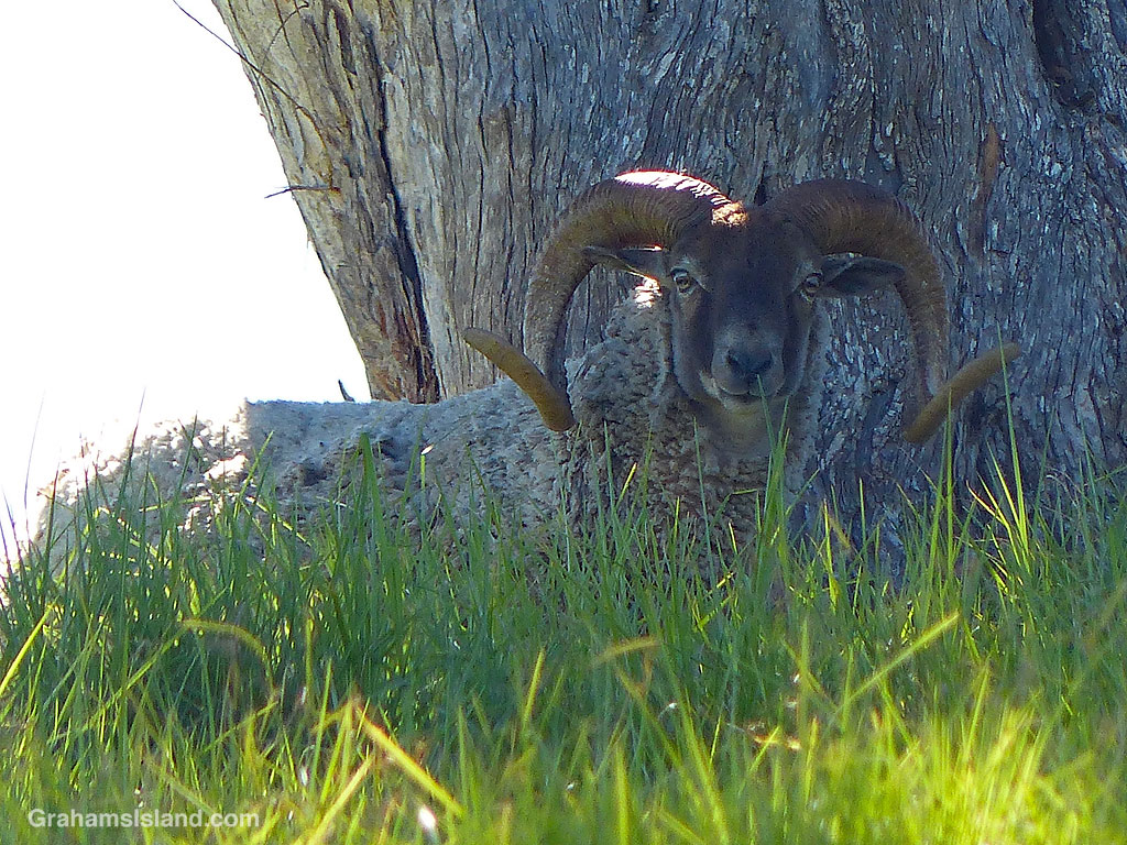 A ram at Puu Waawaa, Hawaii