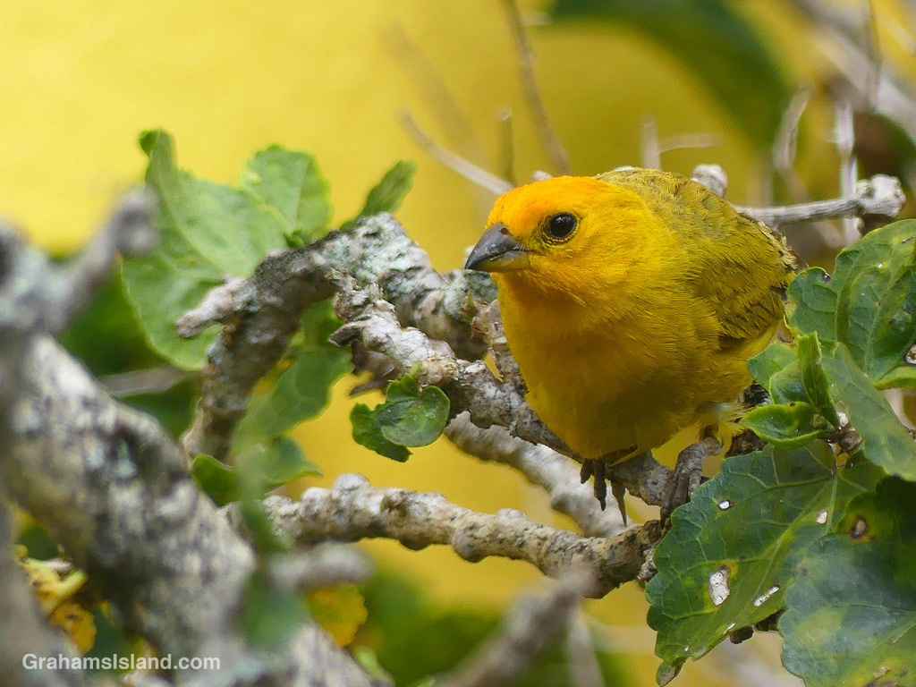 A Saffron Finch in Hawaii