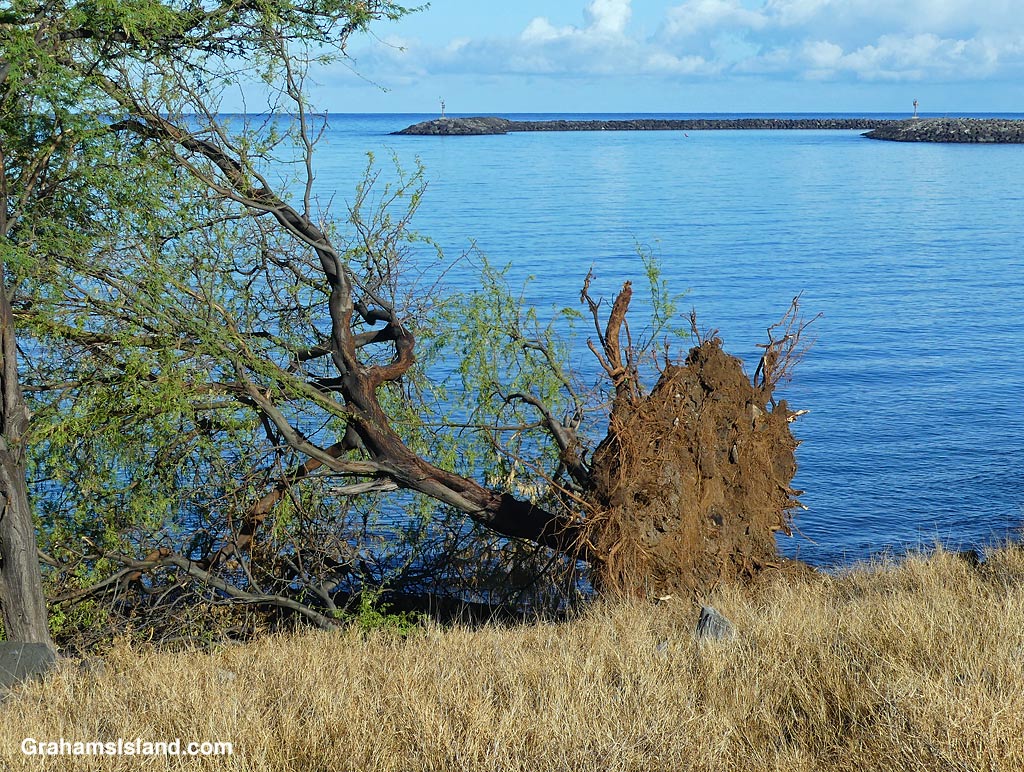 A tree blown over in Hawaii