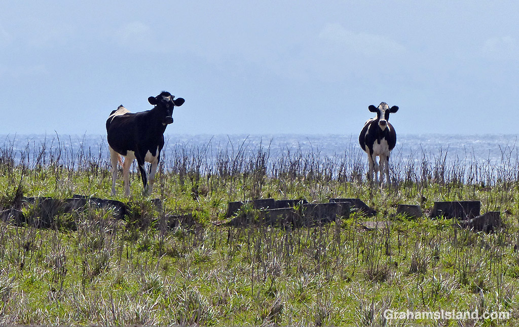 Two cows in north Kohala Hawaii