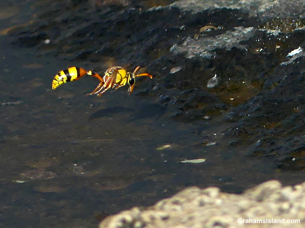 A wasp heads for water in Hawaii