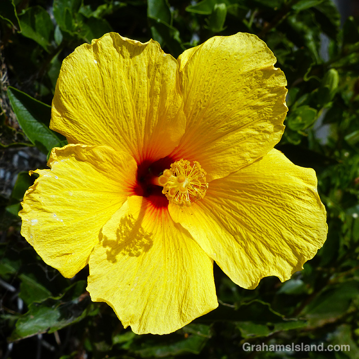 A yellow hibiscus in Hawaii