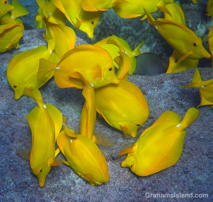 Yellow tangs feeding in the waters off Hawaii