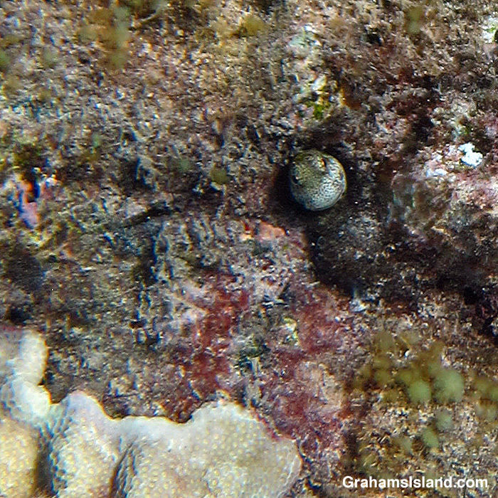 A blenny peeks out fro a hole in a rock