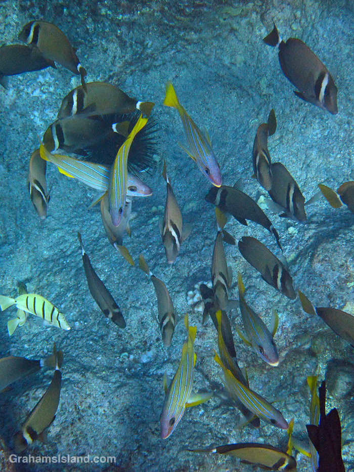 Reef fish | Graham's Island