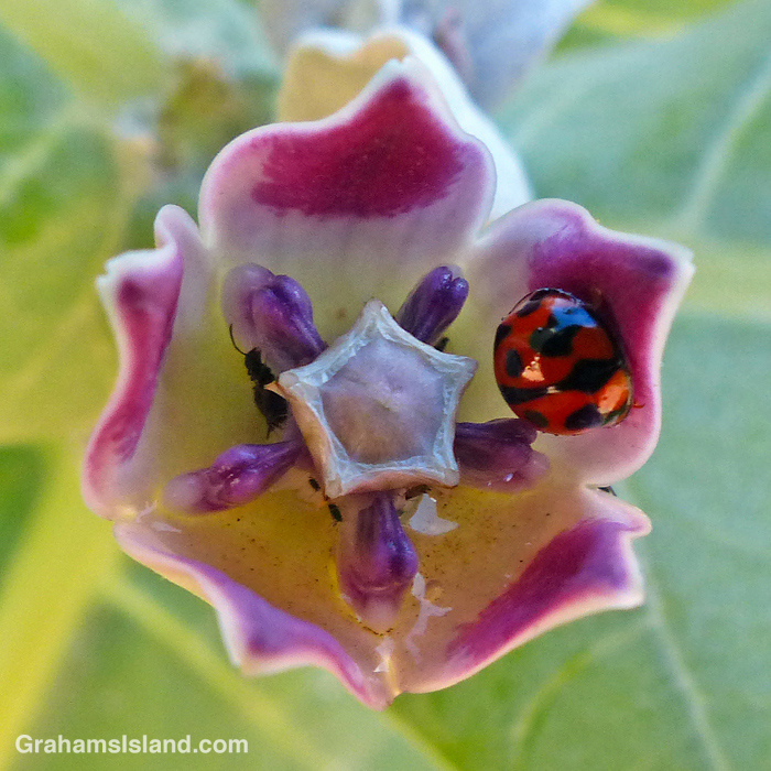 A Hawaiian crown flower with variable lady beetle inside