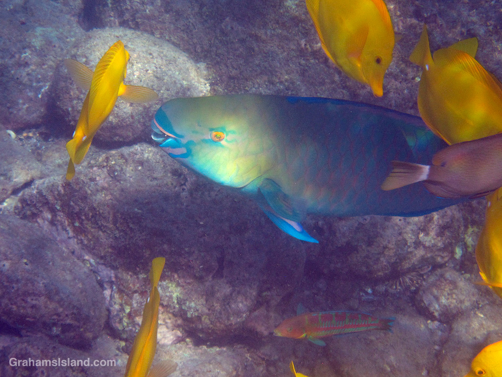 An Ember Parrotfish swims with Yellow Tangs and a Christmas Wrasse in the waters off Hawaii
