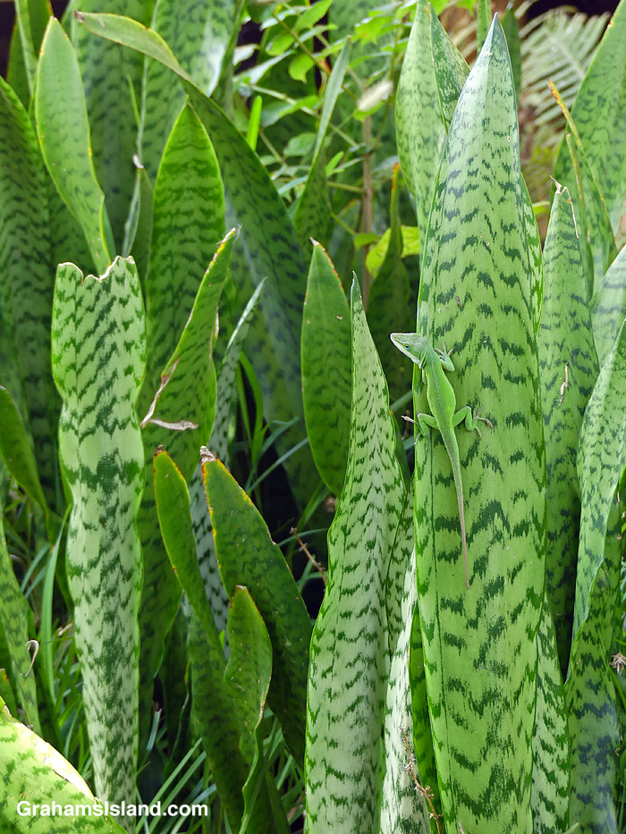 A Green Anole on a snake plant in Hawaii