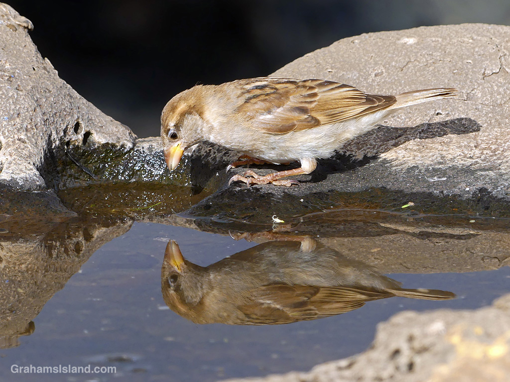 A house sparrow sees its reflection in a pool