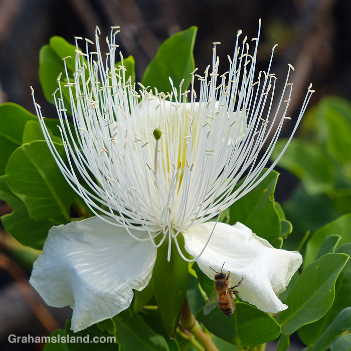 A bee lands on a Maiapilo flower in Hawaii