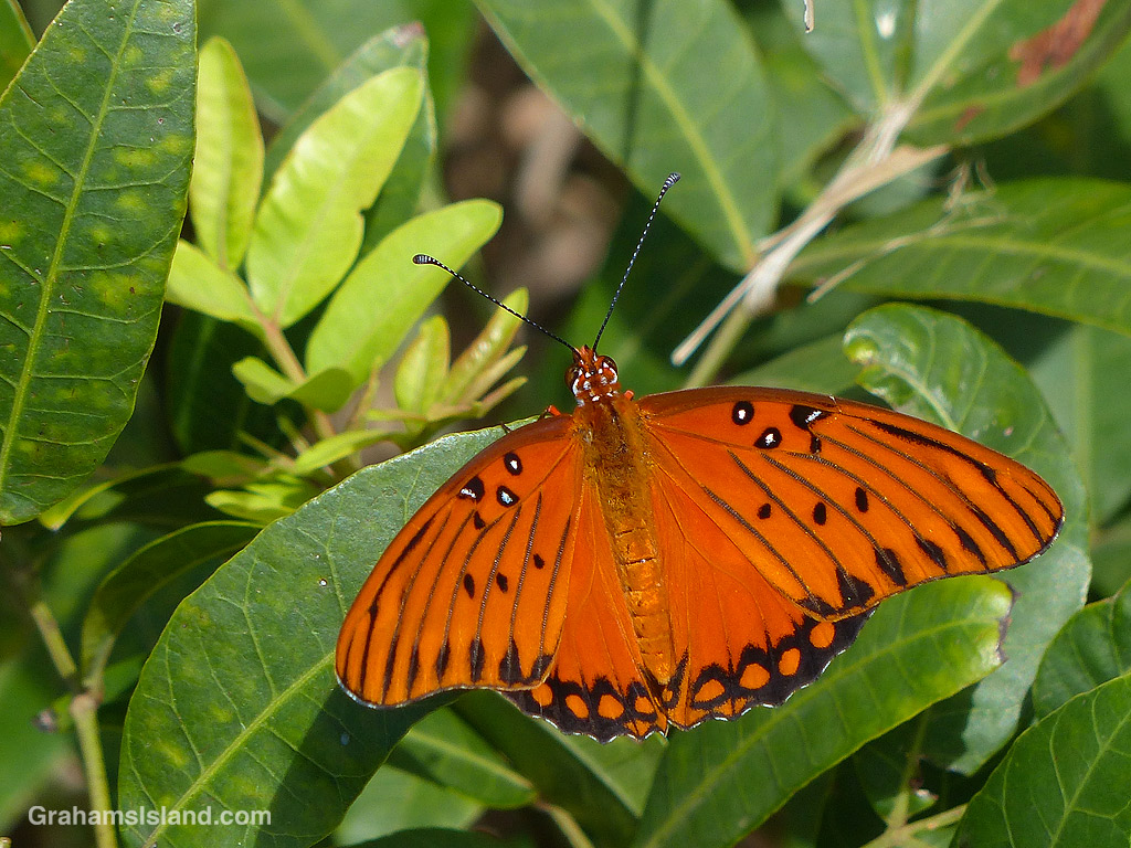 A Passion vine butterfly spreads its wings