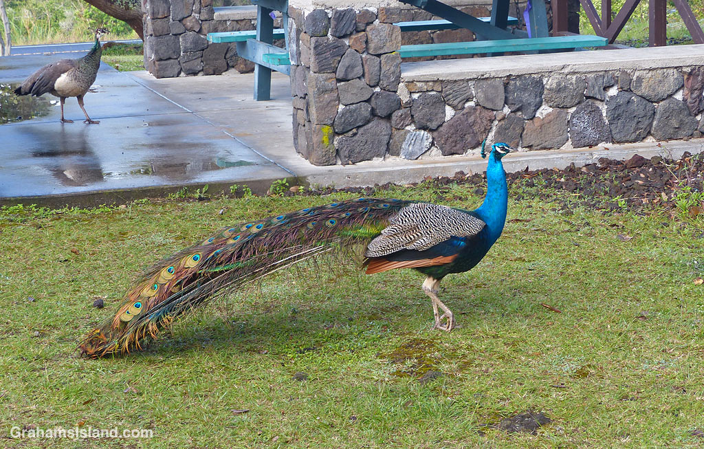 A male peacock struts his stuff at Manuka State Wayside Park in Hawaii