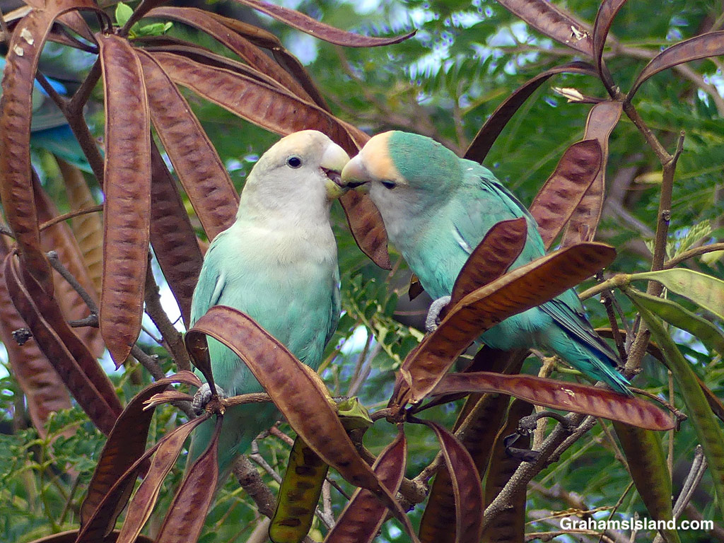 A pair of rosy-faced lovebirds in Hawaii