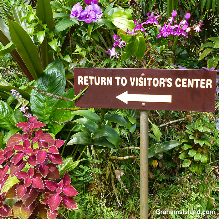 A gecko on a sign at Hawai’i Tropical Bioreserve & Garden