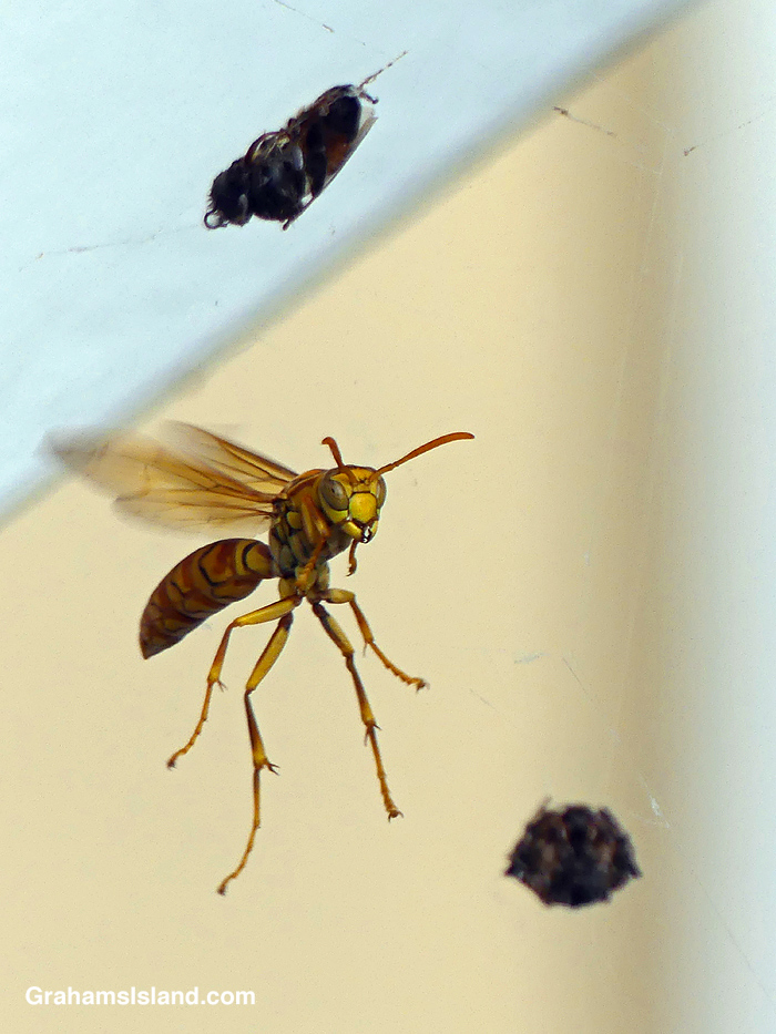 A wasp and a crab spider in Hawaii.