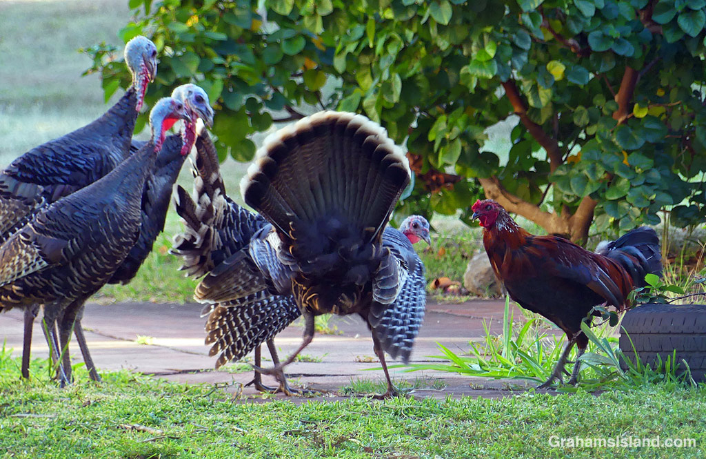 Wild turkeys and a rooster in Hawaii