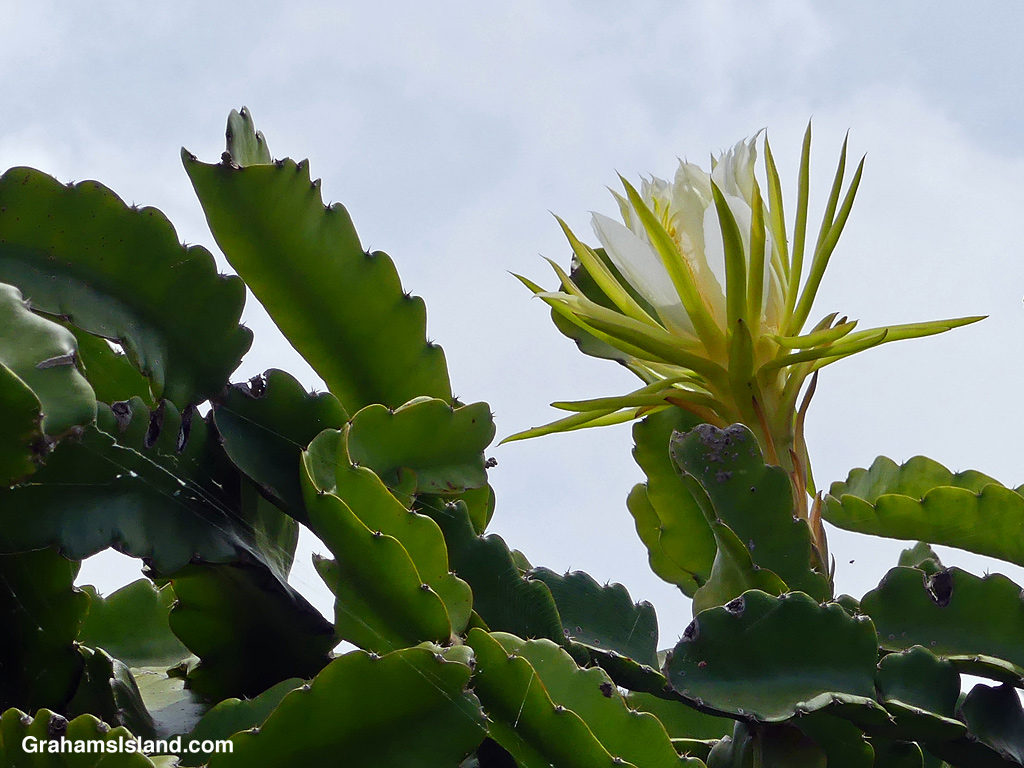 A dragon fruit flower in hawaii