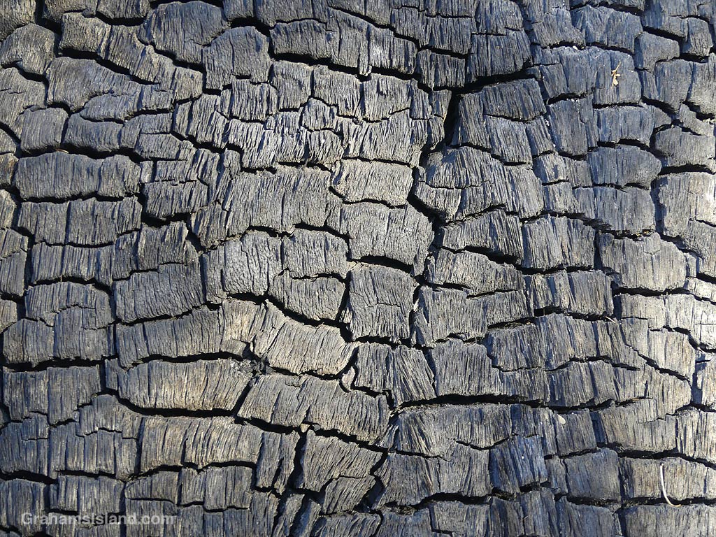 A section of burned wood