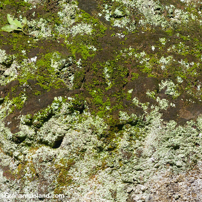Lichens and moss growing on a wall