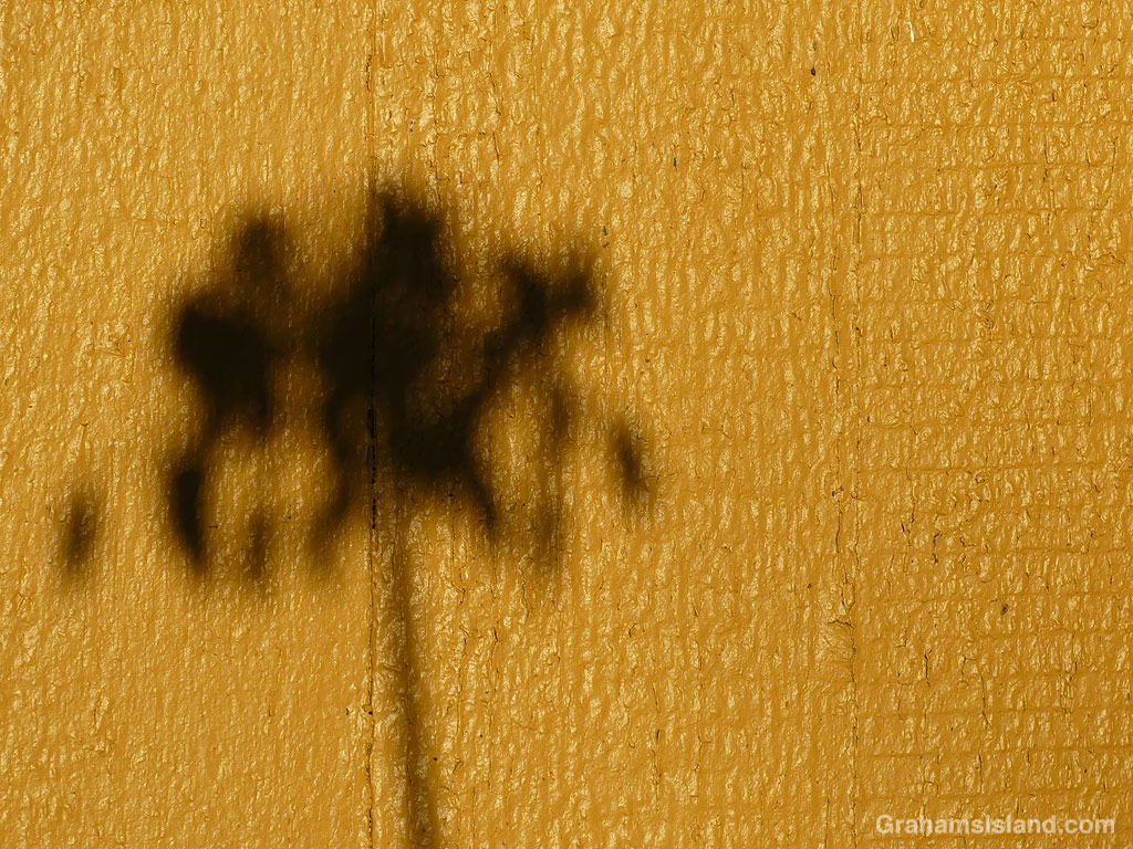 A shadow on the siding of a house in Hawaii