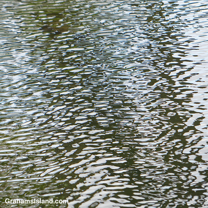 Reflections on the water of a pond in Hawaii