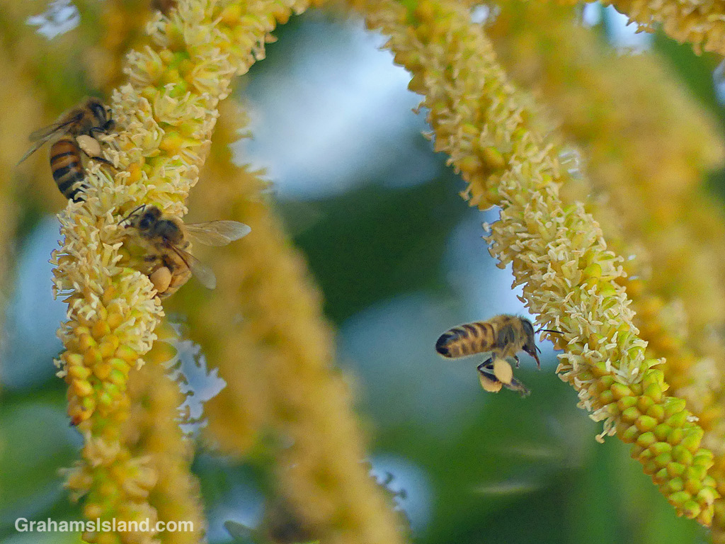 Bees on palm flowers in Hawaii