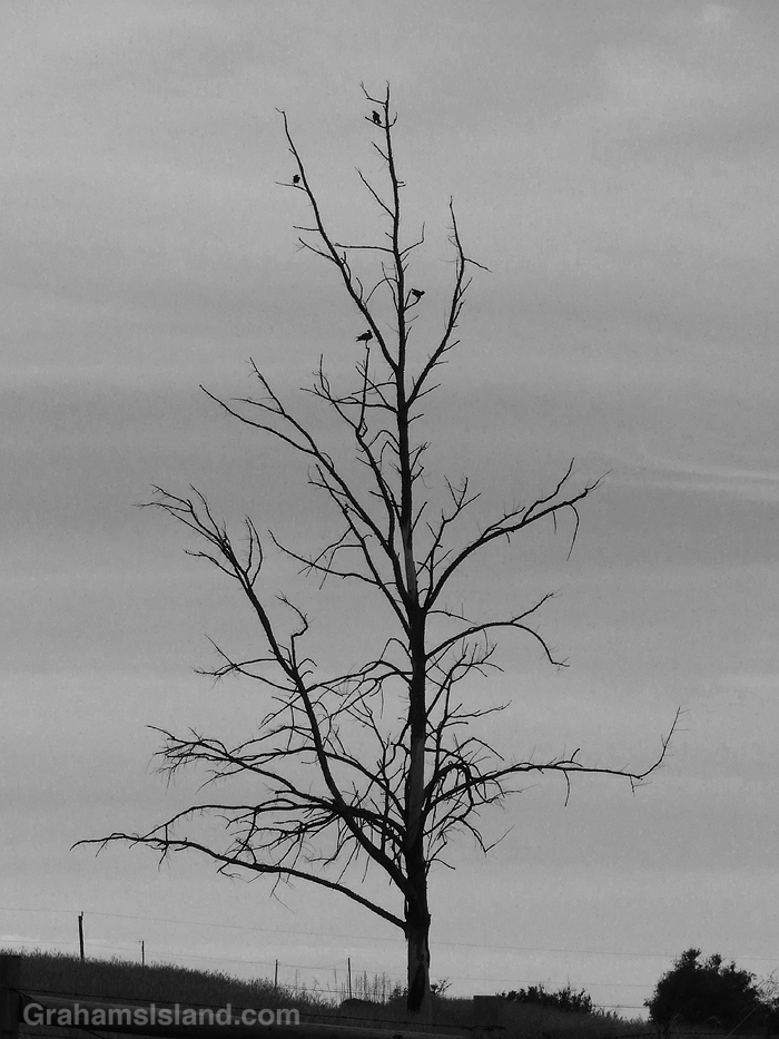 Four birds in a tree in Hawaii