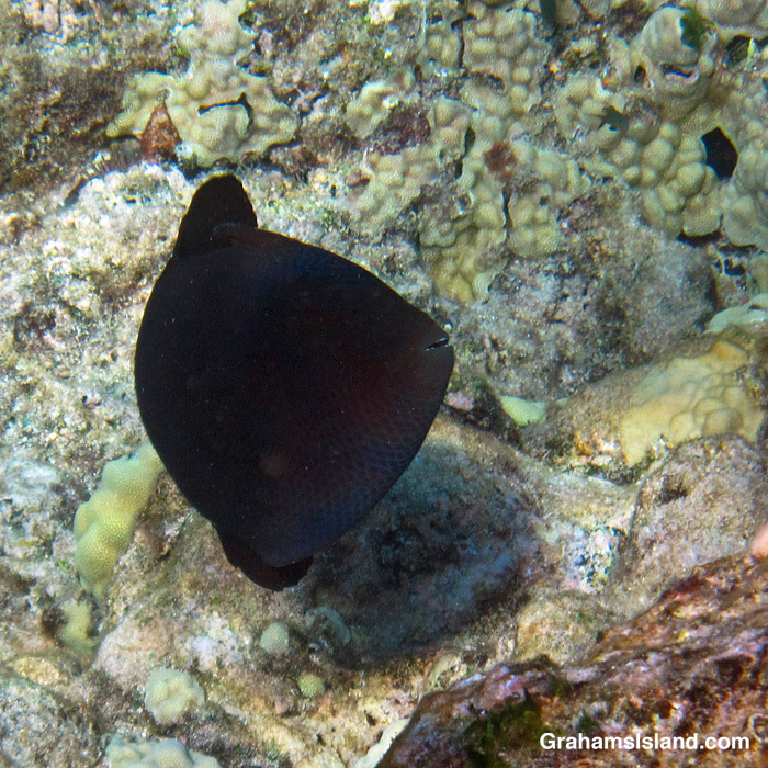 A Black Triggerfish in the waters off Hawaii